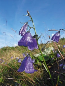 Die Campanula bohemica ist eine Glockenblume und wächst nur auf den Gebirgswiesen des Riesengebirges und nirgendwo sonst auf der Welt, Foto: Archiv Vydavatelství MCU s.r.o.