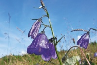 Zvonek český (Campanula bohemica) roste jen na horských loukách Krkonoš a nikde jinde na světě, foto: Archiv Vydavatelství MCU s.r.o.