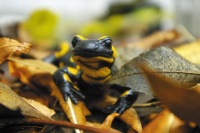 Hlavně v bučinách najdeme v blízkosti vodních toků a studánek silně ohroženého mloka skvrnitého (Salamandra Salamandra), foto: Archiv Vydavatelství MCU s.r.o.